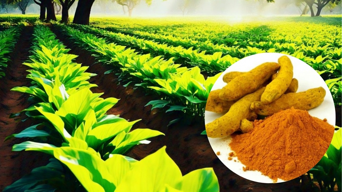 Turmeric Farming
