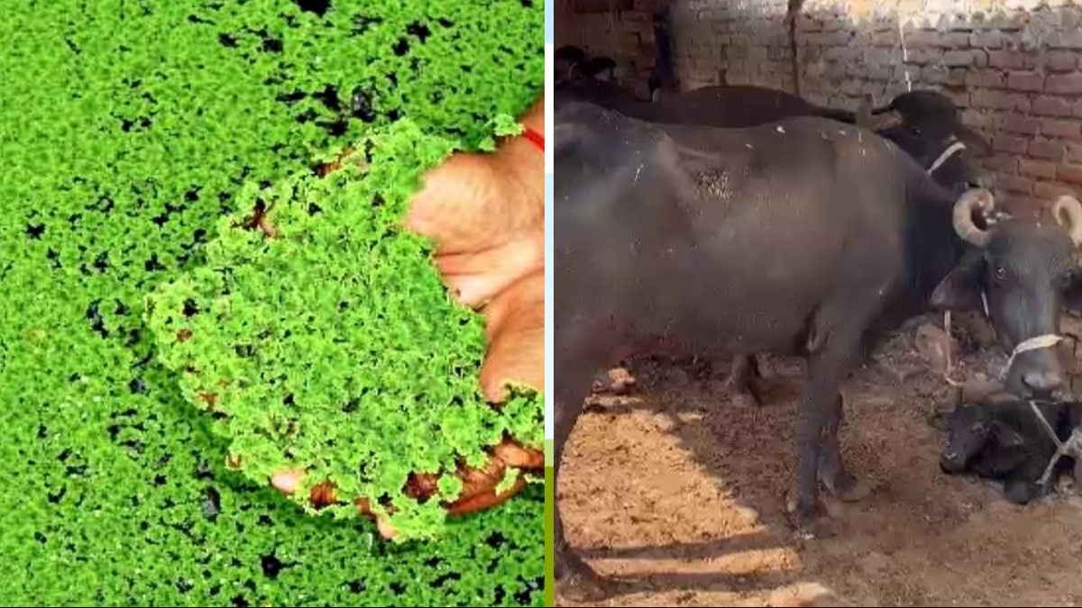 इस चारे को गाय, भैंस, बकरी सहित सभी पशुओं को खिला सकते हैं.