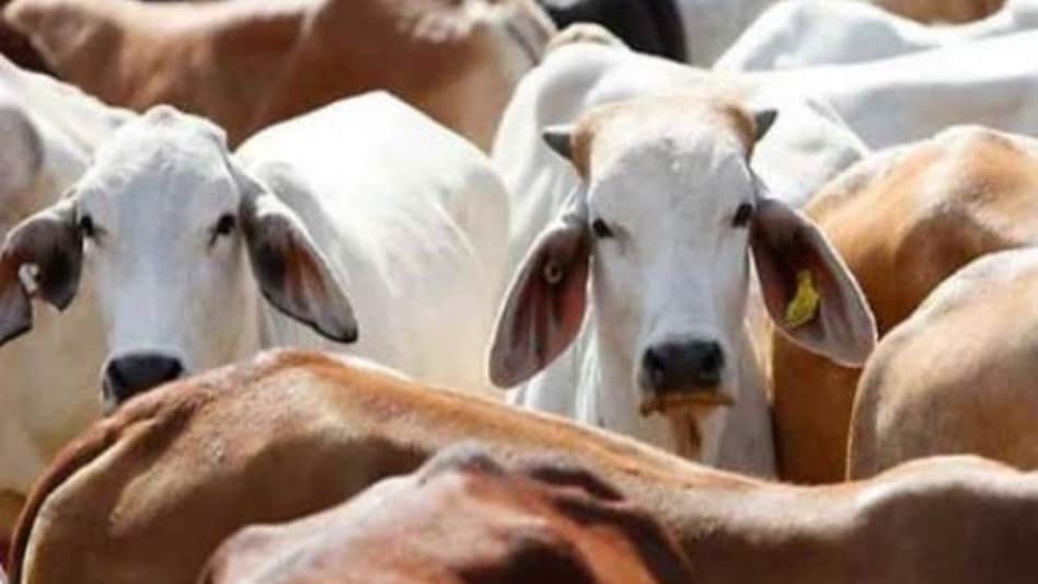 Government Scheme: उत्पादन की लागत बढ़ा देती है पशुओं की बीमारी, ऐसे उठाएं सरकारी मदद का फायदा Government Scheme: उत्पादन की लागत बढ़ा देती है पशुओं की बीमारी, ऐसे उठाएं सरकारी मदद का फायदा
