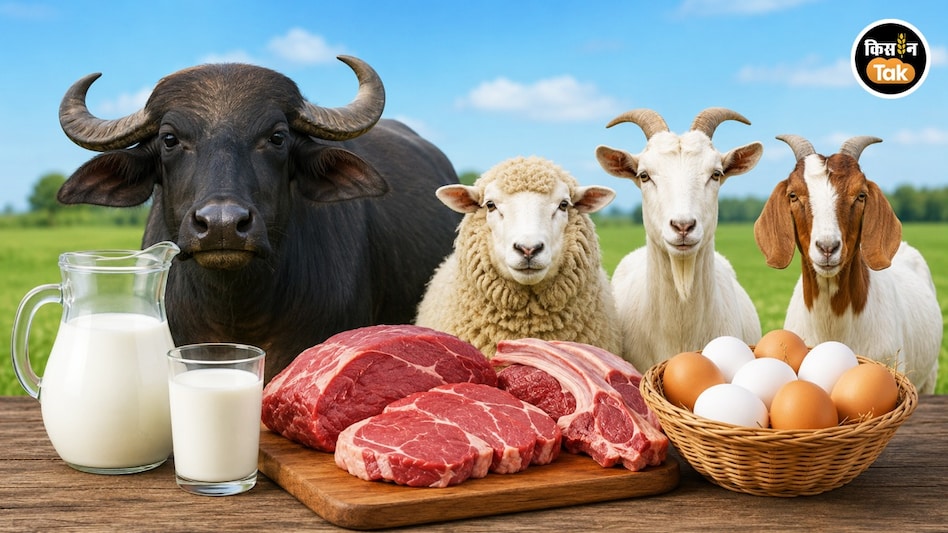 Animal Product: एनिमल प्रोडक्ट दूध-मीट, अंडा उत्पादन में पीछे छूटे कई देश, भारत का जलवा कायम Animal Product: एनिमल प्रोडक्ट दूध-मीट, अंडा उत्पादन में पीछे छूटे कई देश, भारत का जलवा कायम