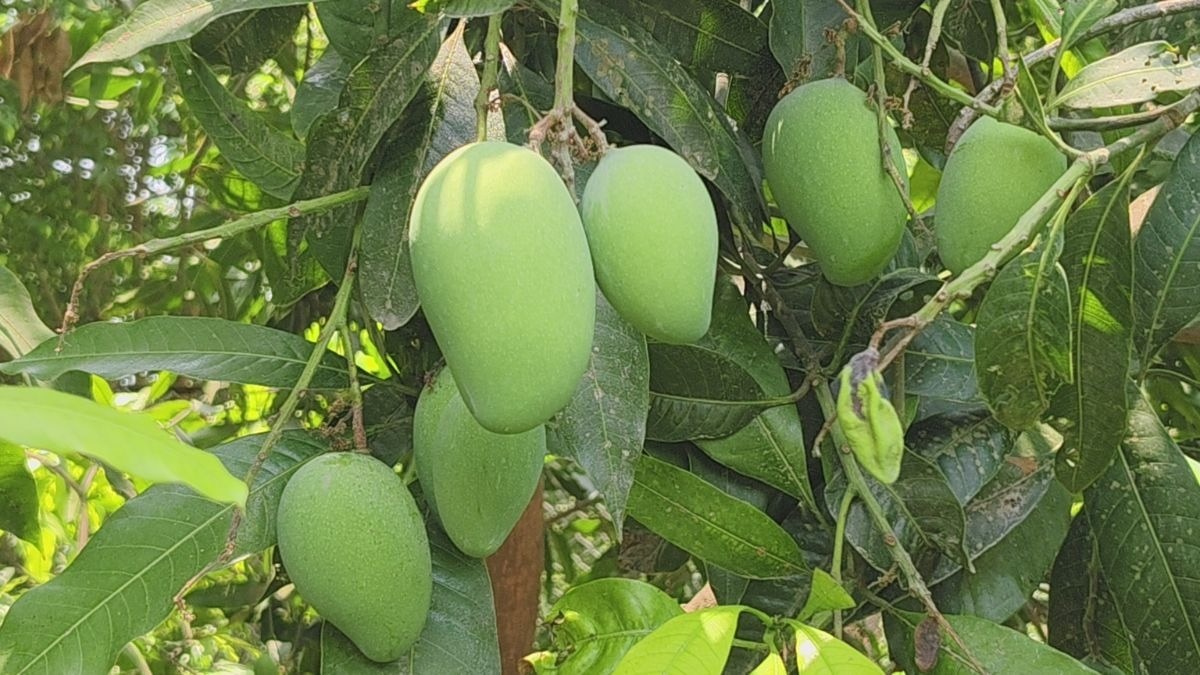 आम की बंपर पैदावार