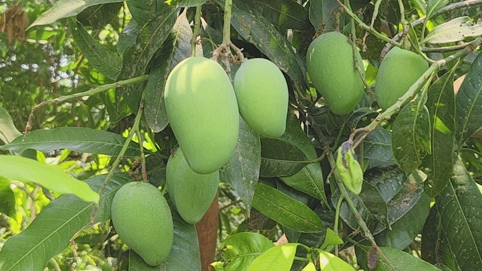 आम की बंपर पैदावार