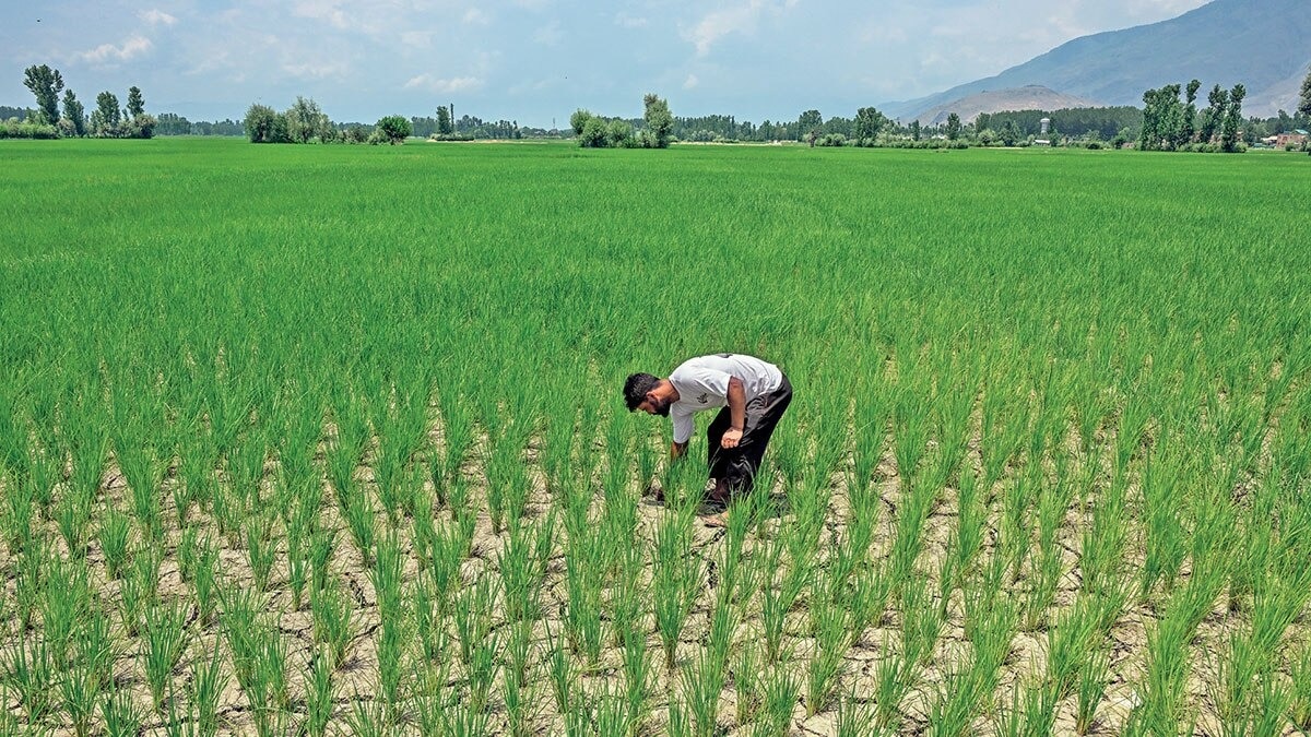 Jammu And Kashmir Paddy Farming