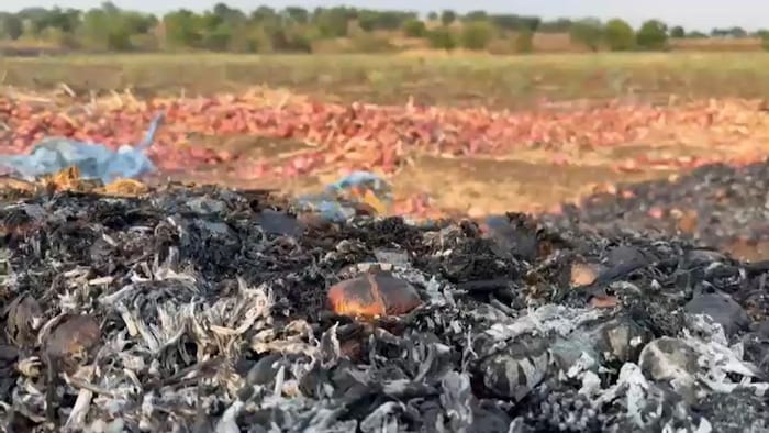 मेहनत की फसल देखकर रो पड़ा किसान