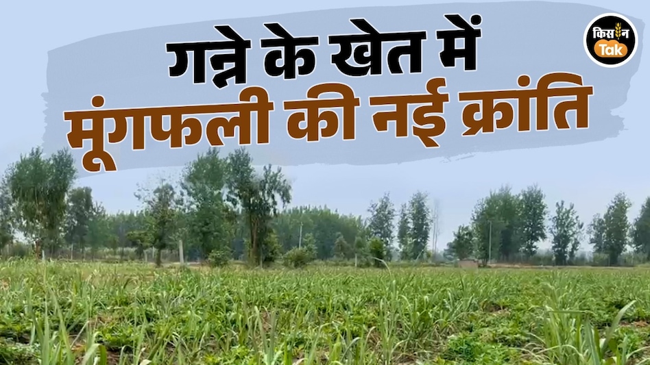 गन्ने के साथ मूंगफली की खेती से बढ़ी कमाई, मेरठ के किसान का मॉडल बना मिसाल गन्ने के साथ मूंगफली की खेती से बढ़ी कमाई, मेरठ के किसान का मॉडल बना मिसाल