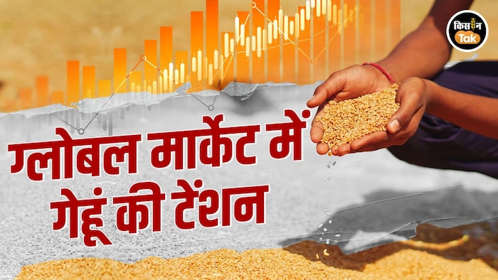 wheat production