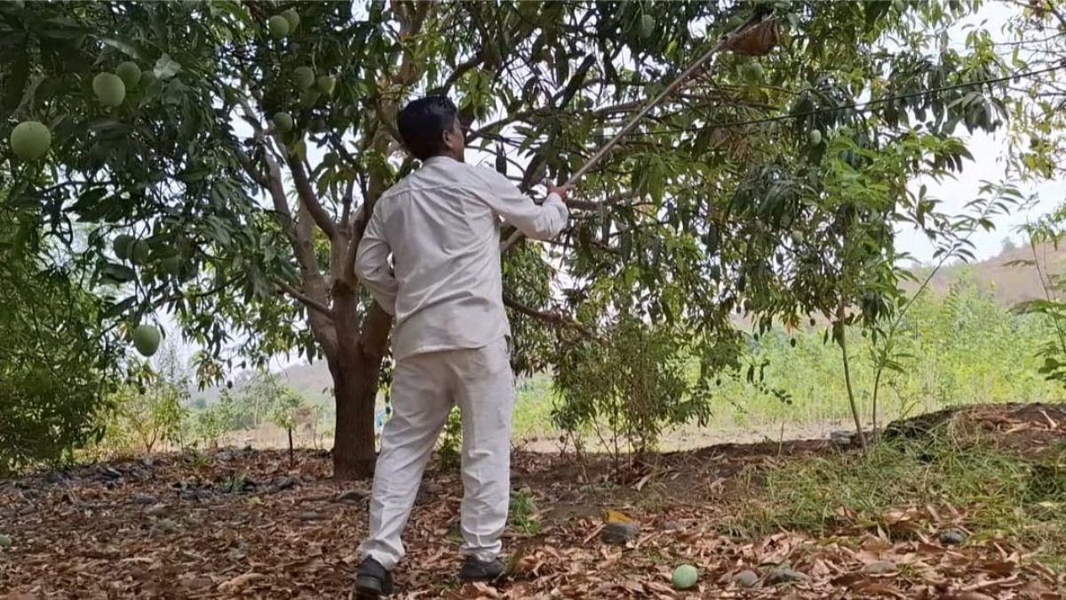 Mango Farming: पानी की कमी, पथरीली जमीन… फिर भी किसान ने बना दी आमों की दुनिया