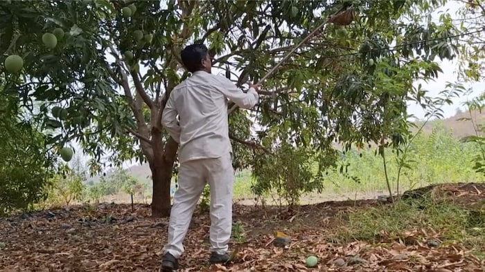 बंजर जमीन पर उगा दिए ‘सोने’ जैसे आम!