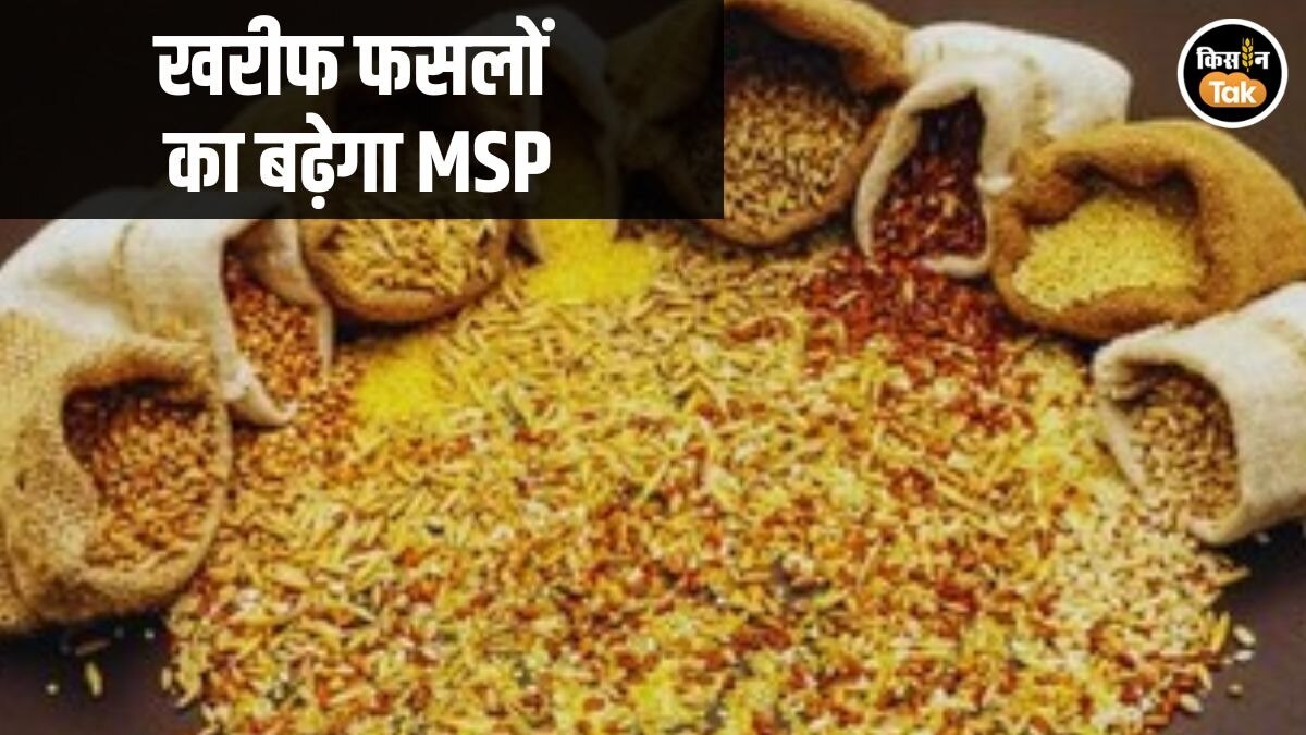 MSP Hike: धान, मक्‍का, अरहर सहित 14 फसलों की बढ़ेगी एमएसपी, मोदी कैबिनेट की बैठक में लगेगी मुहर!