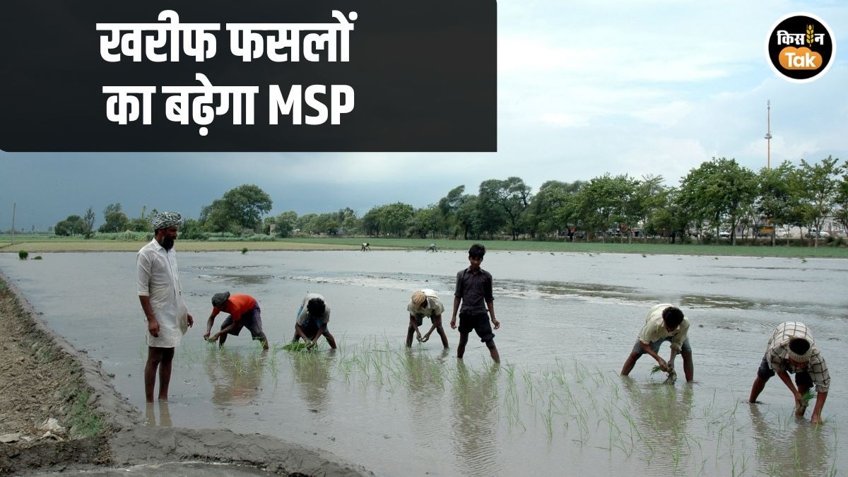 MSP Hike: धान, मक्‍का, अरहर सहित 14 फसलों की बढ़ेगी एमएसपी, मोदी कैबिनेट की बैठक में लगेगी मुहर!