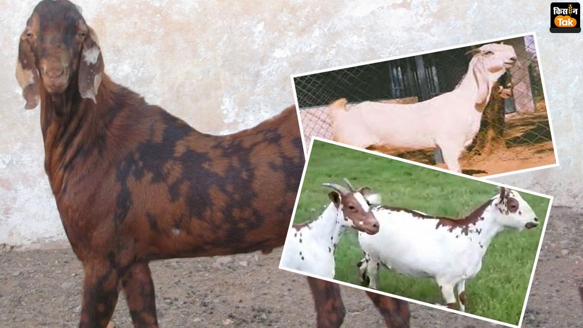 Diet for Bakrid Goat: 10 दिन में भी बढ़ सकता है बकरों का वजन, खि‍लानी होगी ये खुराक 