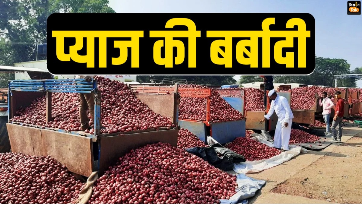 50 पैसे किलो प्याज से टूटा हौसला, सोलापुर में उपज जलाने को मजबूर हुआ 'इंजीनियर' किसान