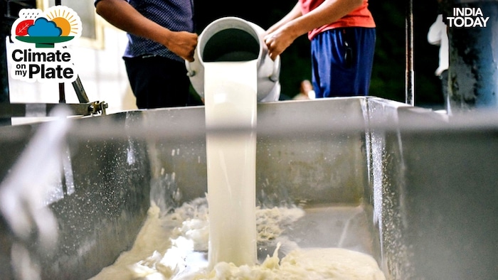 No sweets, ghee, dairy: India's milk is at risk from a warming world