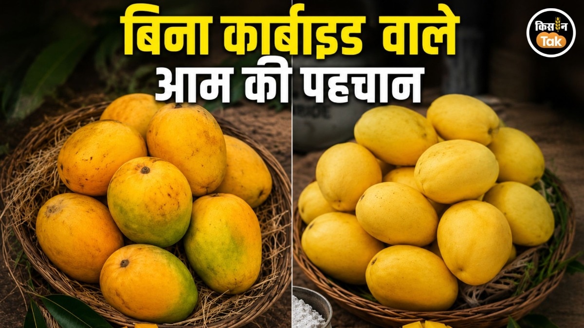कार्बाइड और नेचुरली पके आमों में फर्क