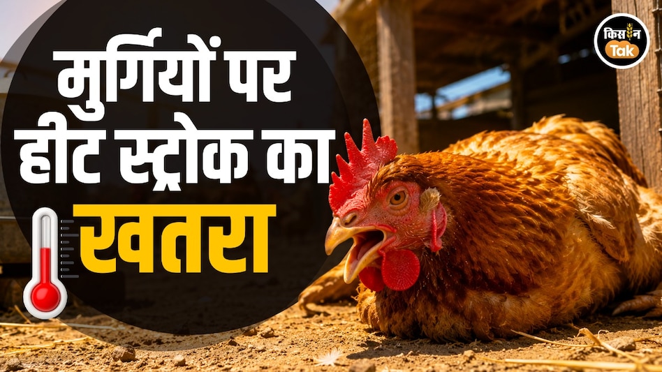 भीषण गर्मी में मुर्गियों पर मंडरा रहा हीट स्ट्रोक का खतरा, जानिए ब्रॉयलर फार्म बचाने के आसान उपाय भीषण गर्मी में मुर्गियों पर मंडरा रहा हीट स्ट्रोक का खतरा, जानिए ब्रॉयलर फार्म बचाने के आसान उपाय