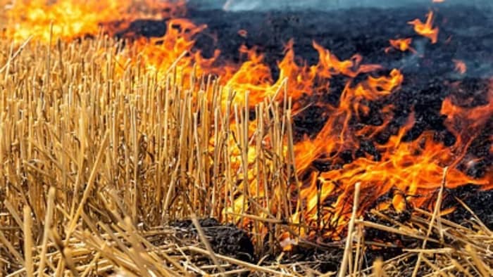 Parali Burning