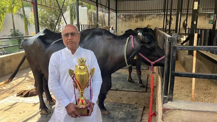 मुर्रा भैंस ‘गार्गी’ का कमाल