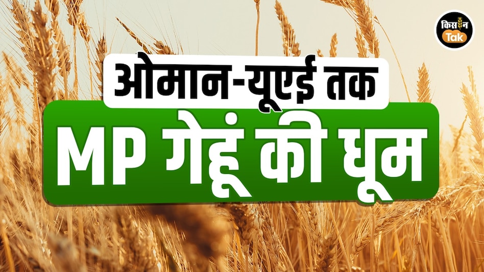 ओमान से सऊदी अरब तक मध्यप्रदेश के गेहूँ की धूम, निर्यात में प्रदेश की हिस्सेदारी 40% तक पहुंची ओमान से सऊदी अरब तक मध्यप्रदेश के गेहूँ की धूम, निर्यात में प्रदेश की हिस्सेदारी 40% तक पहुंची
