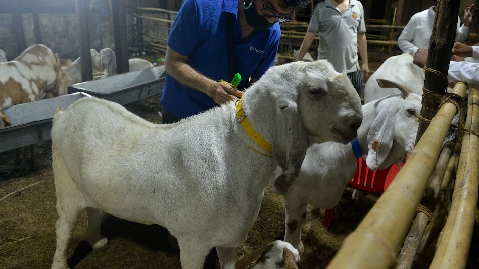 Bakra for Bakrid: वजन के मामले में बहुत पसंद की जाती हैं बकरों की ये दो खास नस्ल Bakra for Bakrid: वजन के मामले में बहुत पसंद की जाती हैं बकरों की ये दो खास नस्ल