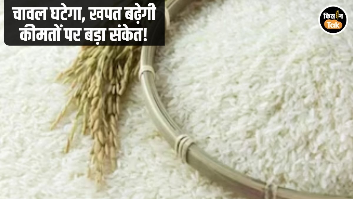 Rice Production Consuption and Price Surge Estimate
