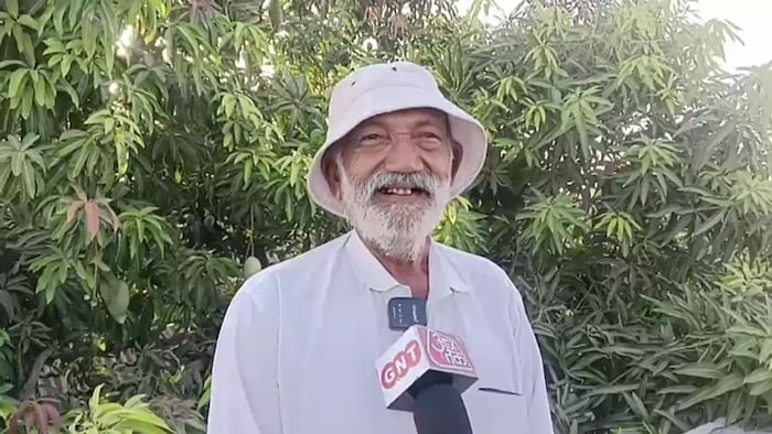 एक पेड़ पर लगा आमों का मेला
