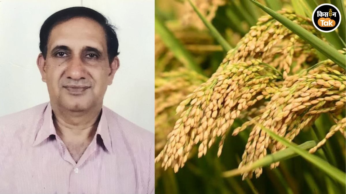 paddy crop urea alternative effect
