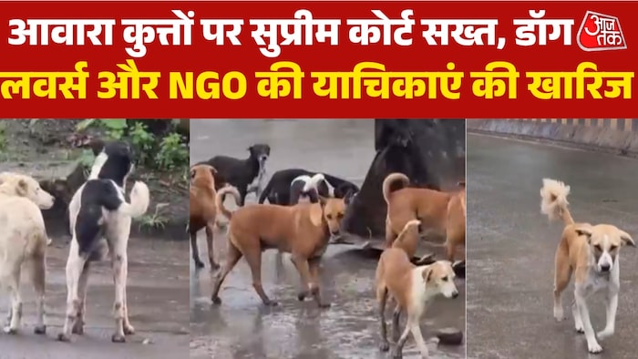 SC decision on stray dogs cancels petition of NGOs and dog lovers