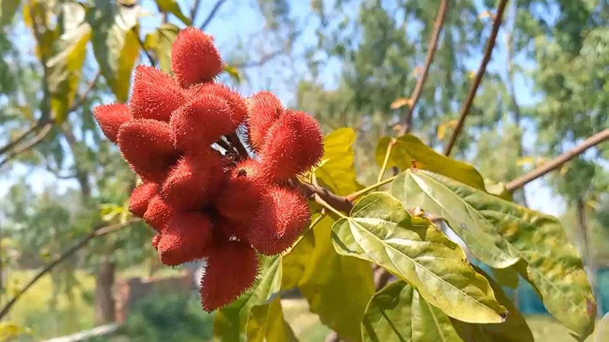 सिंदूर की खेती से चमकी किसान की किस्मत