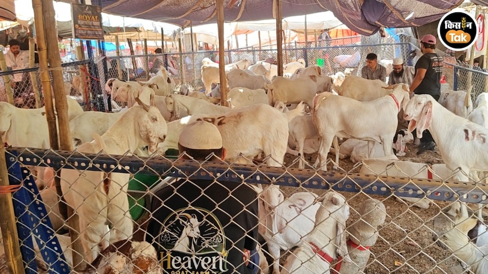 Goat for Bakra: बकरा मंडियों में साल दर साल बढ़ रही है सोजब बकरों की डिमांड, जानें वजह Goat for Bakra: बकरा मंडियों में साल दर साल बढ़ रही है सोजब बकरों की डिमांड, जानें वजह