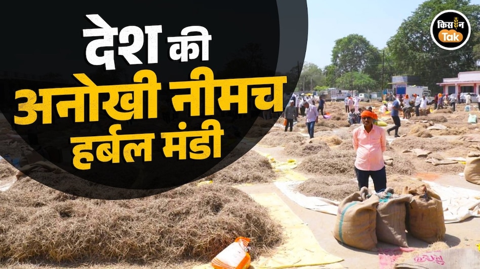 देश की अनोखी नीमच हर्बल मंडी: यहां फूल, पत्ती, जड़ और कांटों तक की होती है खरीद, किसानों को मिलते हैं लाखों के दाम देश की अनोखी नीमच हर्बल मंडी: यहां फूल, पत्ती, जड़ और कांटों तक की होती है खरीद, किसानों को मिलते हैं लाखों के दाम