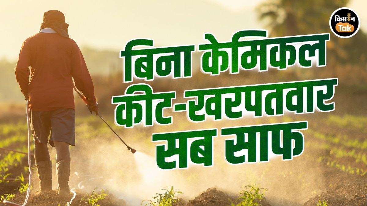 बिना केमिकल कीटों का सफाया संभव