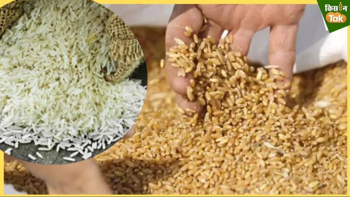 Food Grain