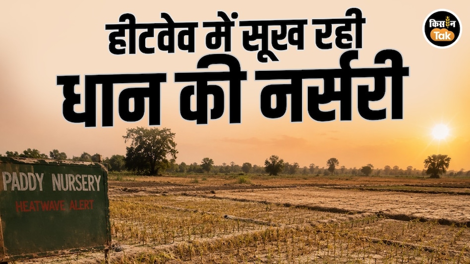 45 डिग्री की तपिश में झुलस रही धान की बेहन, कृषि वैज्ञानिकों ने बताए बचाव के कारगर उपाय 45 डिग्री की तपिश में झुलस रही धान की बेहन, कृषि वैज्ञानिकों ने बताए बचाव के कारगर उपाय