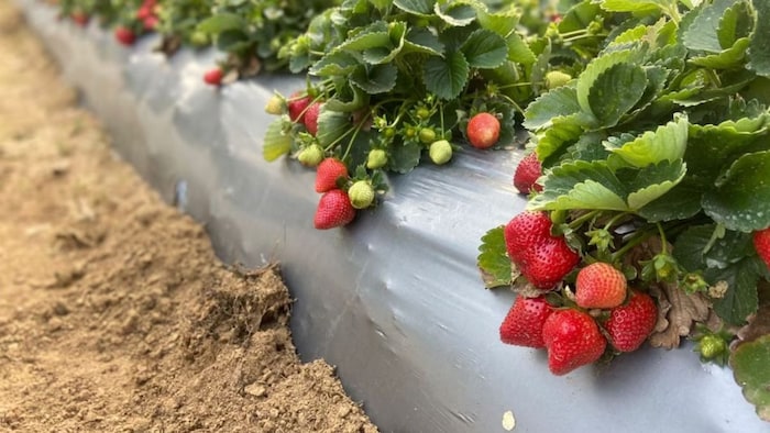 Strawberry Farming Dang
