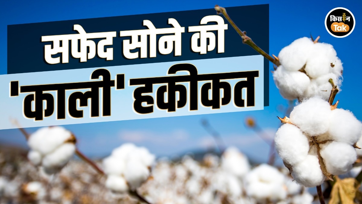 सूत मिलों के लिए किसानों की बलि? कॉटन की बुवाई के बीच जीरो इंपोर्ट ड्यूटी की क्यों उठी मांग 