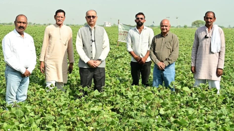 MYMV रोग प्रतिरोधी ‘विराट’ मूंग का कमाल, 55 दिन में तैयार,18 क्विंटल तक उत्पादन से किसान मालामाल MYMV रोग प्रतिरोधी ‘विराट’ मूंग का कमाल, 55 दिन में तैयार,18 क्विंटल तक उत्पादन से किसान मालामाल