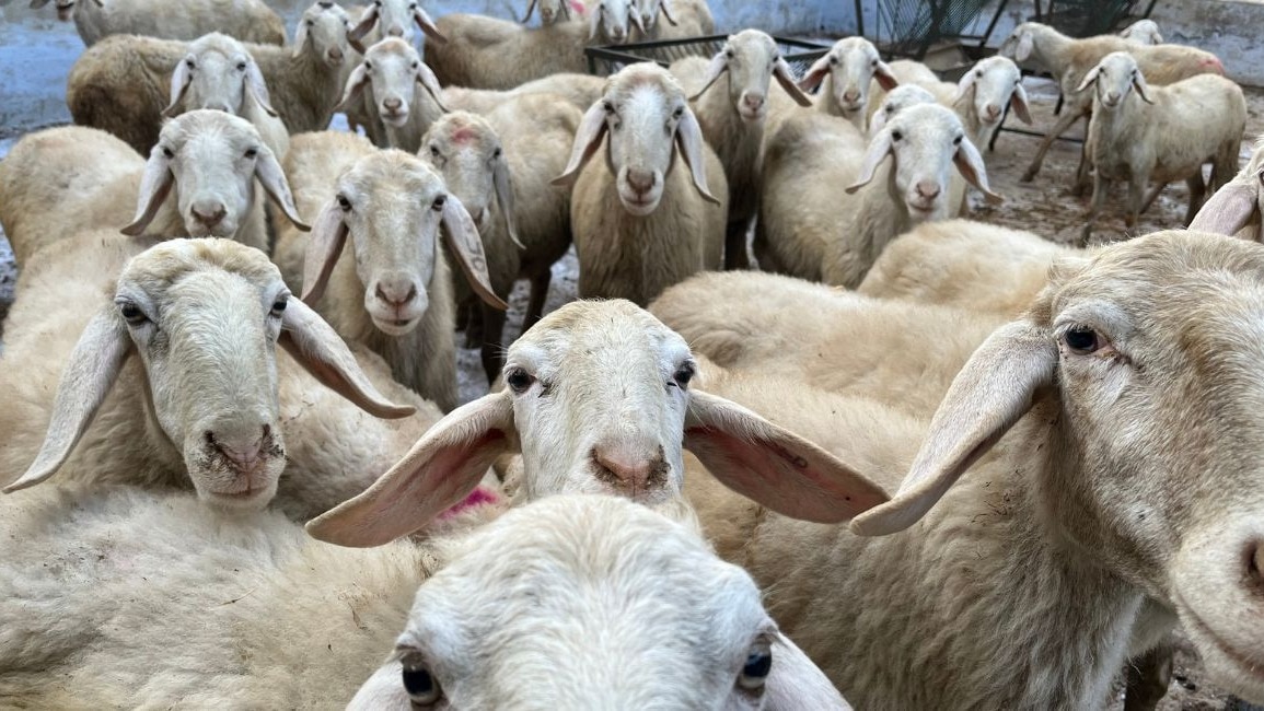Sheep for Qurbani: बकरीद पर कुर्बानी के लिए तैयार है खास नस्ल वाली 100 किलो की भेड़ 