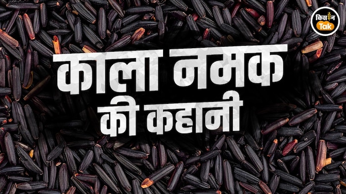 काला नमक धान