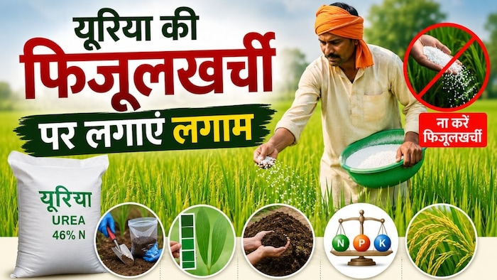 Paddy Urea Use Reduction