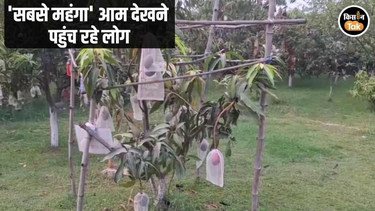 Miazaki Mango Jabalpur (1)