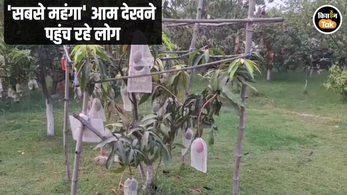 Miazaki Mango Jabalpur (1)