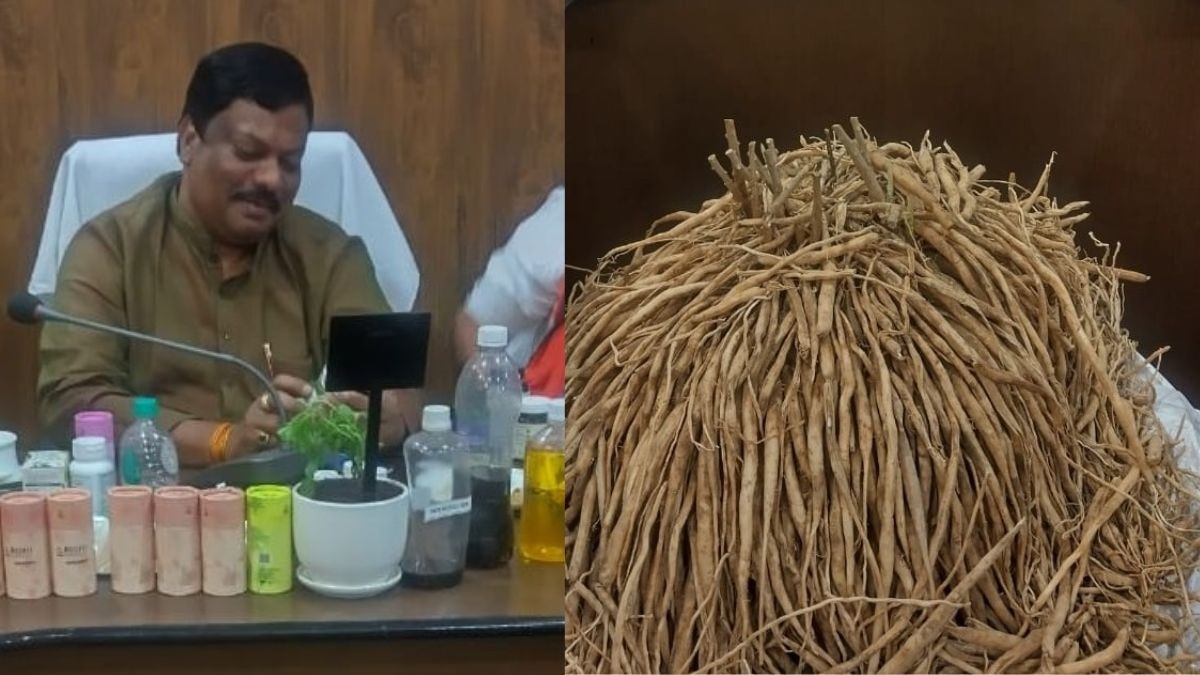 CG paiso ka ped yojana