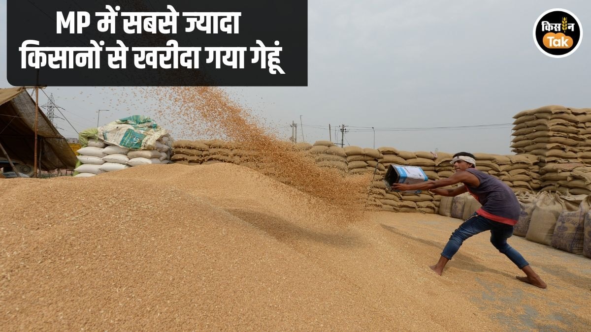 MP Wheat Procurement