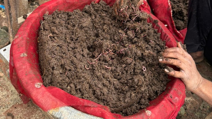 cow dung organic manure demand rising in uttar pradesh price reaches 6 thousand rupees per tonयूपी में गो संरक्षण से ग्रामीण अर्थव्यवस्था को मिली नई रफ्तार
