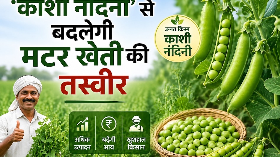 ‘काशी नंदिनी’ से बदलेगी मटर खेती की तस्वीर, नैफको के साथ समझौते से किसानों तक पहुंचेगा उन्नत बीज ‘काशी नंदिनी’ से बदलेगी मटर खेती की तस्वीर, नैफको के साथ समझौते से किसानों तक पहुंचेगा उन्नत बीज