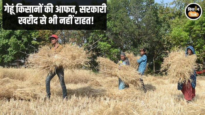Wheat Price Trend India