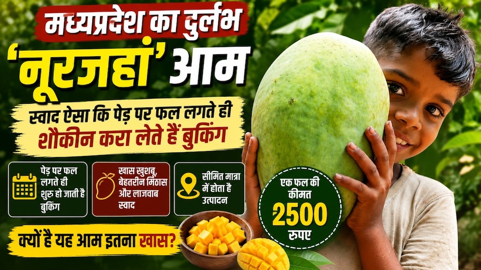 ‘नूरजहां’ आम: स्वाद ऐसा कि पेड़ पर फल लगते ही शौकीन करा लेते हैं बुकिंग, एक फल की कीमत 2500 रुपए ‘नूरजहां’ आम: स्वाद ऐसा कि पेड़ पर फल लगते ही शौकीन करा लेते हैं बुकिंग, एक फल की कीमत 2500 रुपए