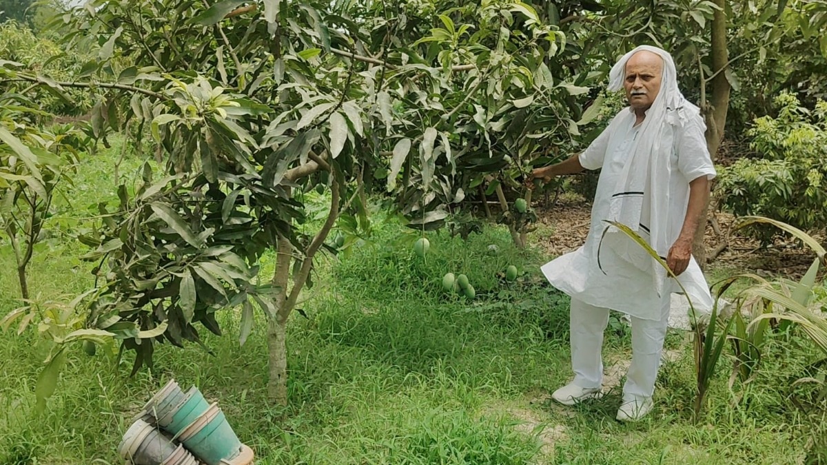 Mango Man Bihar
