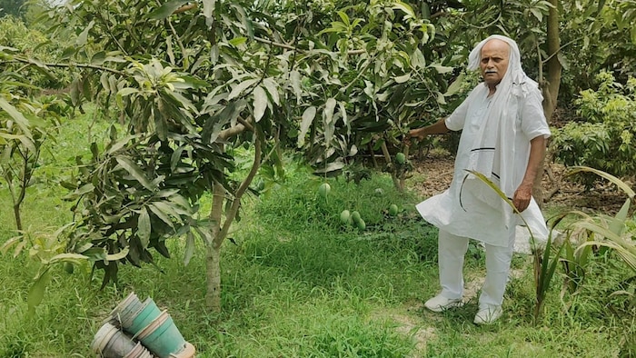 Mango Man Bihar