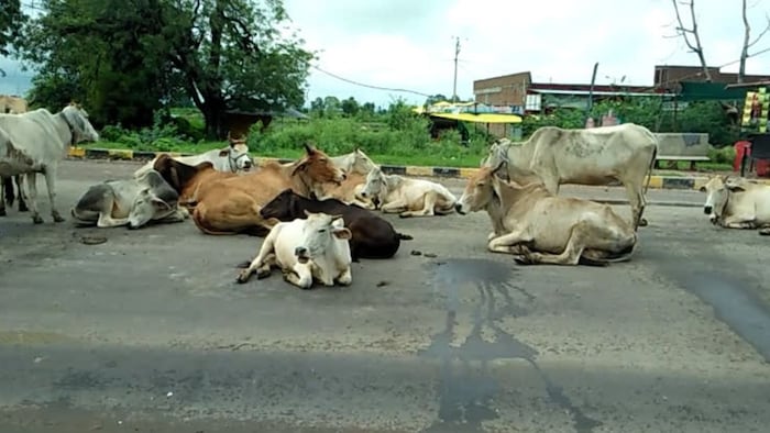 गौसेवा के दावों पर सवाल (सांकेतिक तस्वीर)